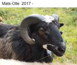 Mats-Olle fodd 201x.jpg